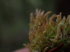 Odontoschisma denudatum