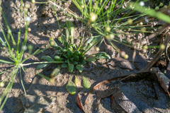 Androsace filiformis