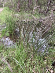 Carex tereticaulis