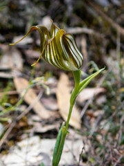 Pterostylis recurva
