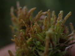 Odontoschisma denudatum