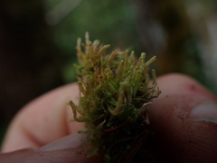 Odontoschisma denudatum