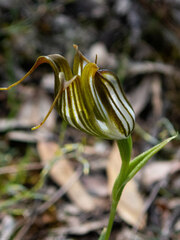 Pterostylis recurva