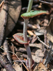 Pterostylis recurva