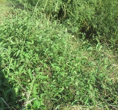 Solanum emulans