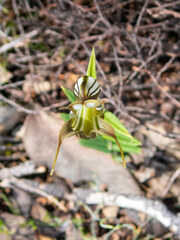 Pterostylis recurva