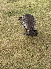 Branta sandvicensis