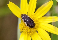 Acmaeodera rubronotata