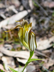Pterostylis recurva