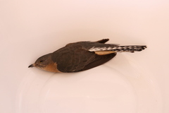 Cacomantis flabelliformis