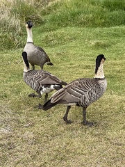 Branta sandvicensis