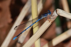 Argia lacrimans