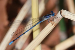 Argia lacrimans