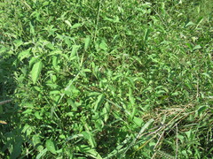Solanum emulans