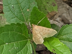 Saucrobotys futilalis