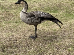 Branta sandvicensis