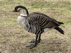 Branta sandvicensis