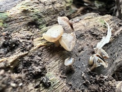 Leotiomycetes