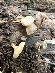 Leotiomycetes