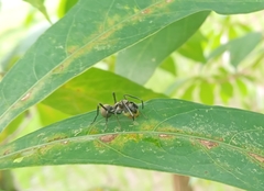 Myrmarachnini