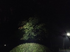 Picrasma quassioides