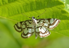 Nymphula nitidulata