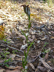 Pterostylis recurva