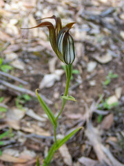 Pterostylis recurva