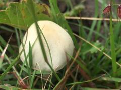 Panaeolus cyanescens