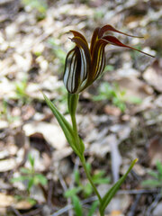 Pterostylis recurva