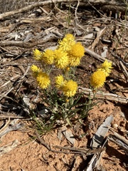Waitzia acuminata acuminata