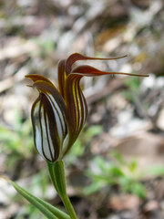 Pterostylis recurva