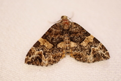 Chrysolarentia phaedra