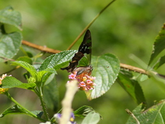 Graphium macleayanus
