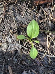Plantago