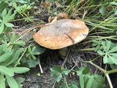 Amanita