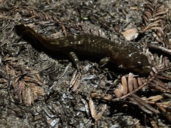 Dicamptodon tenebrosus