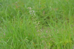 Desmodium illinoense