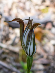 Pterostylis recurva