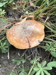 Amanita