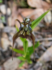 Pterostylis recurva