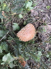 Amanita