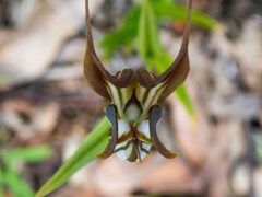 Pterostylis recurva