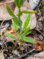 Pterostylis recurva