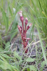 Aphyllon fasciculatum