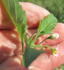 Solanum emulans