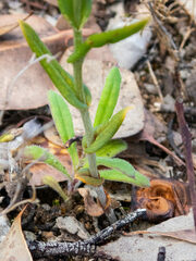 Pterostylis recurva