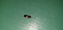 Clivina
