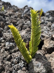 Polypodium pellucidum vulcanicum