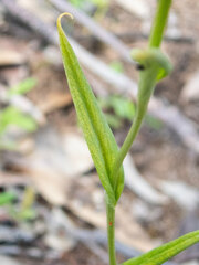 Pterostylis recurva